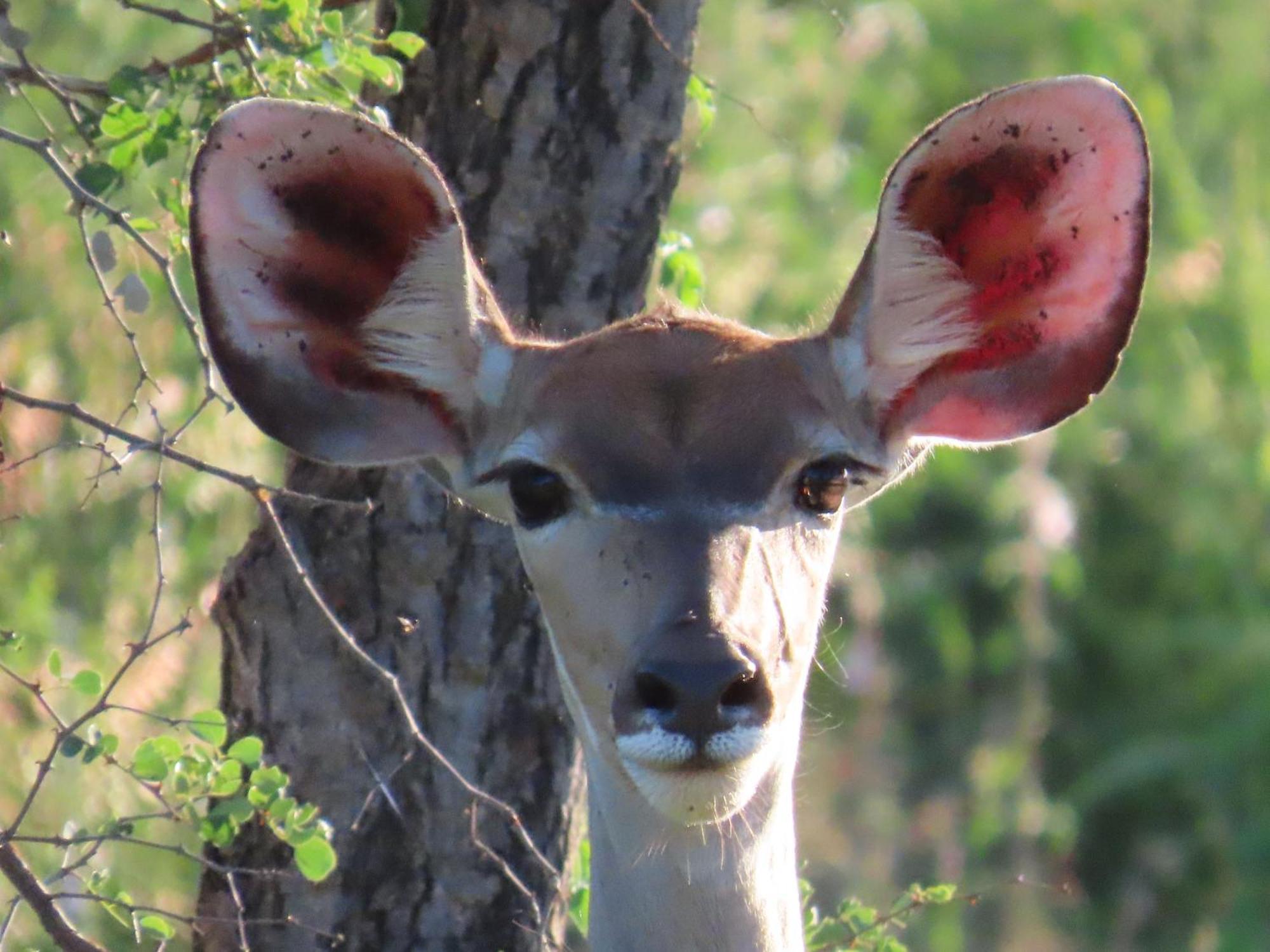 Naledi Lodges Balule Game Reserve Eksteriør bilde