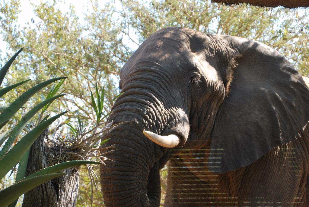 Naledi Lodges Balule Game Reserve Eksteriør bilde