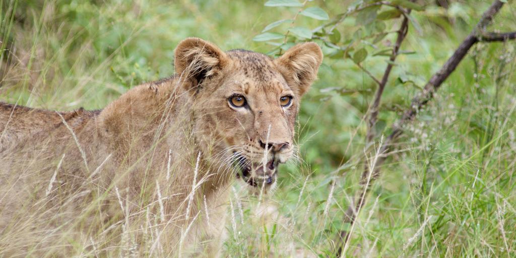 Naledi Lodges Balule Game Reserve Eksteriør bilde